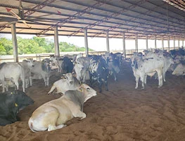 AS Projetos e Pré Moldados